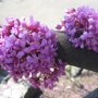 Amerikaanse judasboom (Cercis canadensis 'Forest Pansy')bloesem